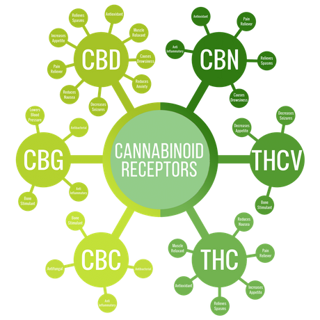 Cannabinoid-guide-MCRC_Final-1024x1024.png